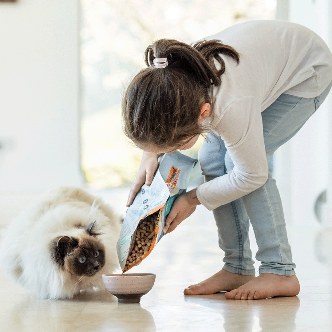 Transitioning Your Cat To New Food Feline Natural Australia